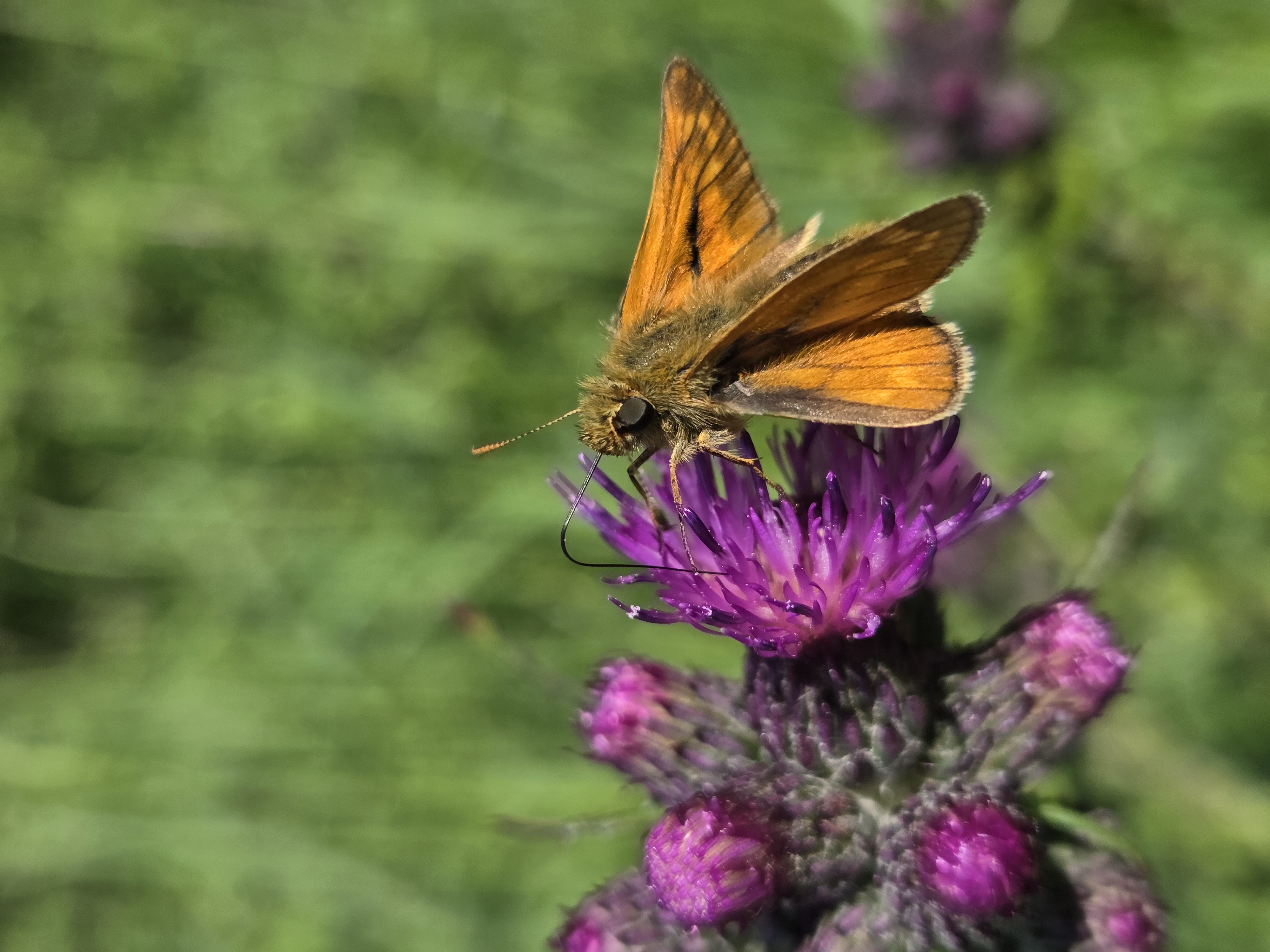 Bredpande_fotograferet af biologer i felten 2026