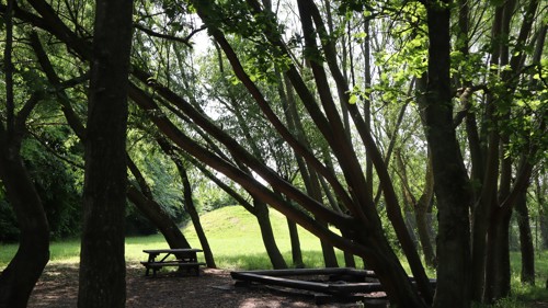 Legeplads med træer