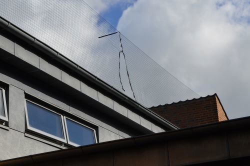Der er spændt et net ud, så mågerne ikke kan flyve tæt hen over taget