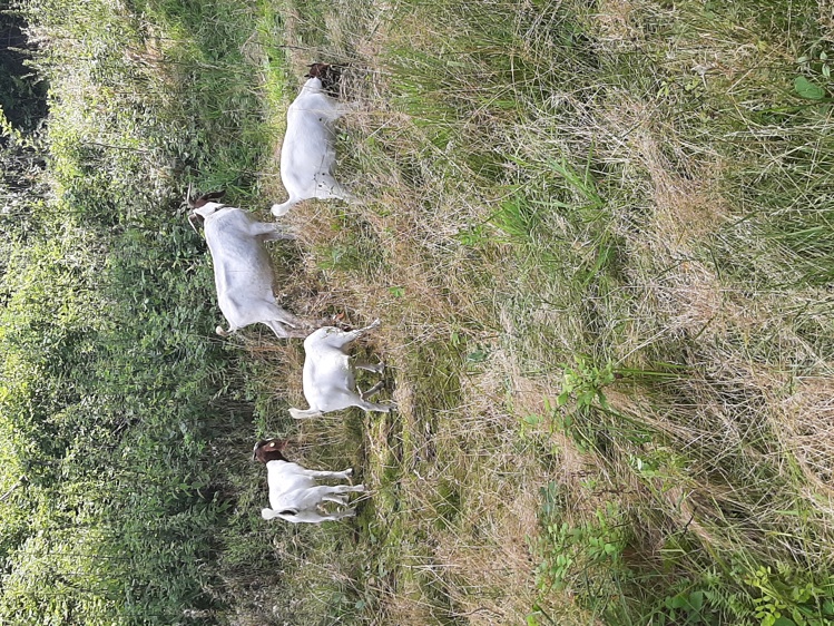 Græssende geder